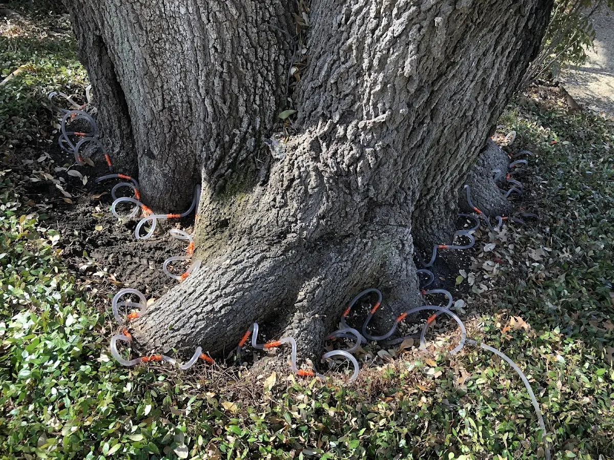 Detailed Tree Cabling and Bracing job site in Orient